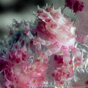 Candy Crab that was hiding in the soft coral
Puerto Gale... by Robin Bateman 